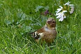 動物,鳥,燕雀