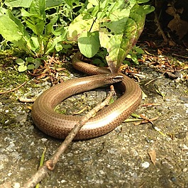 orvet,性質,動物
