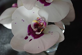 蘭花,白,花
