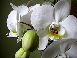 蘭花,花瓣,花