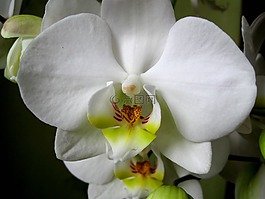 蘭花,花瓣,花