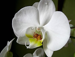 花,兰花,特写