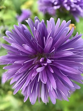 紫色,花,花園