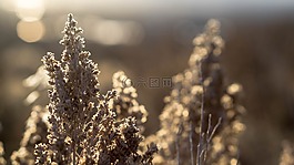 自然,花,戶外