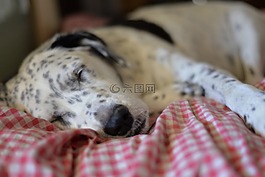 狗,睡眠,國家行動方案
