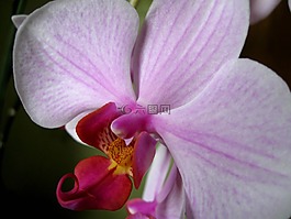 花的花瓣,特写,兰花