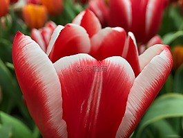 紅色,白,花