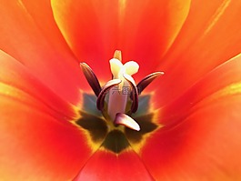 橙色,花,花園