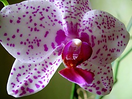 花,兰花,特写