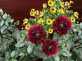 嬌琴紗,花,開花