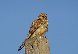 鳥,猛禽,獵人