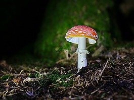 飛木耳,森林的地面,秋季