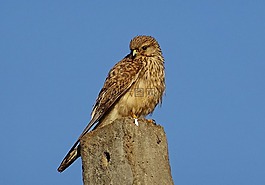 鳥,猛禽,獵人