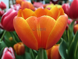 橙色,花,花園