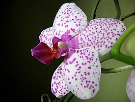 兰花,特写,东方花