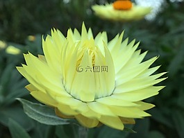 黃色,花,花園