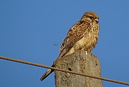 鳥,猛禽,獵人