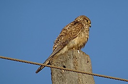 鳥,猛禽,獵人