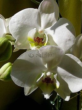 白花,花瓣,蘭花
