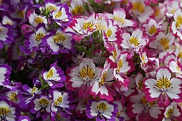 bauernorchidee,鲜花,盛开