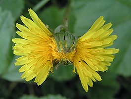 花,盛开,dandilion