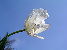 花,盛開,郁金香