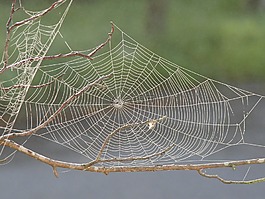 蜘蛛網(wǎng),露水,模式