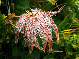 花,morgentau,露珠