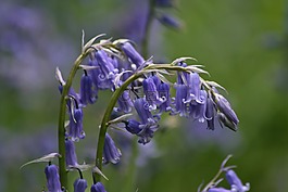 花,盛開,風(fēng)信子
