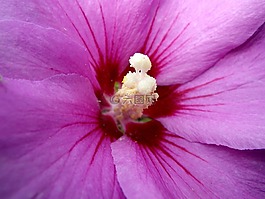 花,花卉郵票,關(guān)閉