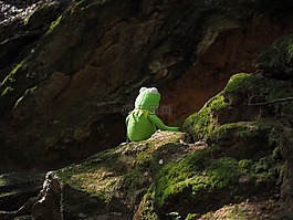 柯,青蛙,綠色