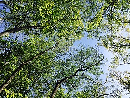 樹,葉子,天空