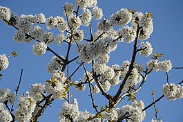 櫻花,天空,藍(lán)色