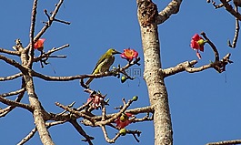 鳥,黃鶯,花