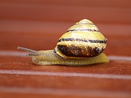 蝸牛,殼,軟體動(dòng)物