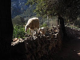 羊,離,干石墻