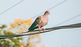 鴿子,鳥,性質(zhì)