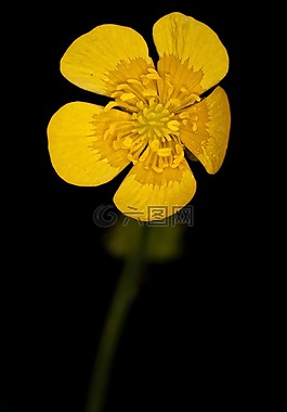 毛茛,花,黃色