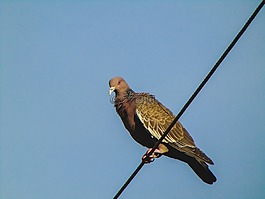 鴿子,鳥,性質(zhì)