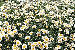 雛菊,花,盛開