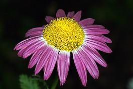 花,黄色,紫