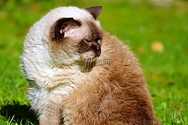 猫,品种猫,英国短毛猫