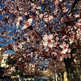 春天,花,樹