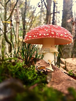 飛木耳,蘑菇,蘑菇栽培
