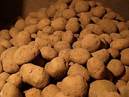 土豆,酒窖,天然蔬??菜