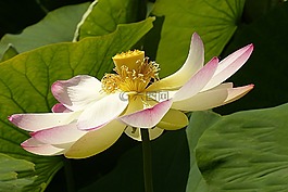 花,蓮花,lerlumbonaceae