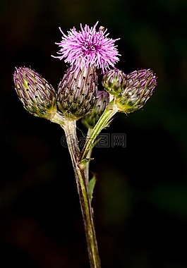 薊,體外,開花