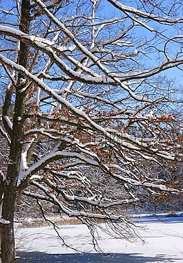 天空,藍(lán)色,雪
