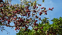 漿果,天空,樹(shù)