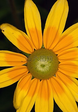太陽帽子,黃色,花